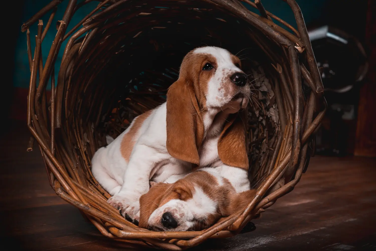 Kupno szczeniaka Basset Hound oznacza wzięcie na siebie odpowiedzialności! Kup szczenięta Basset Hound.