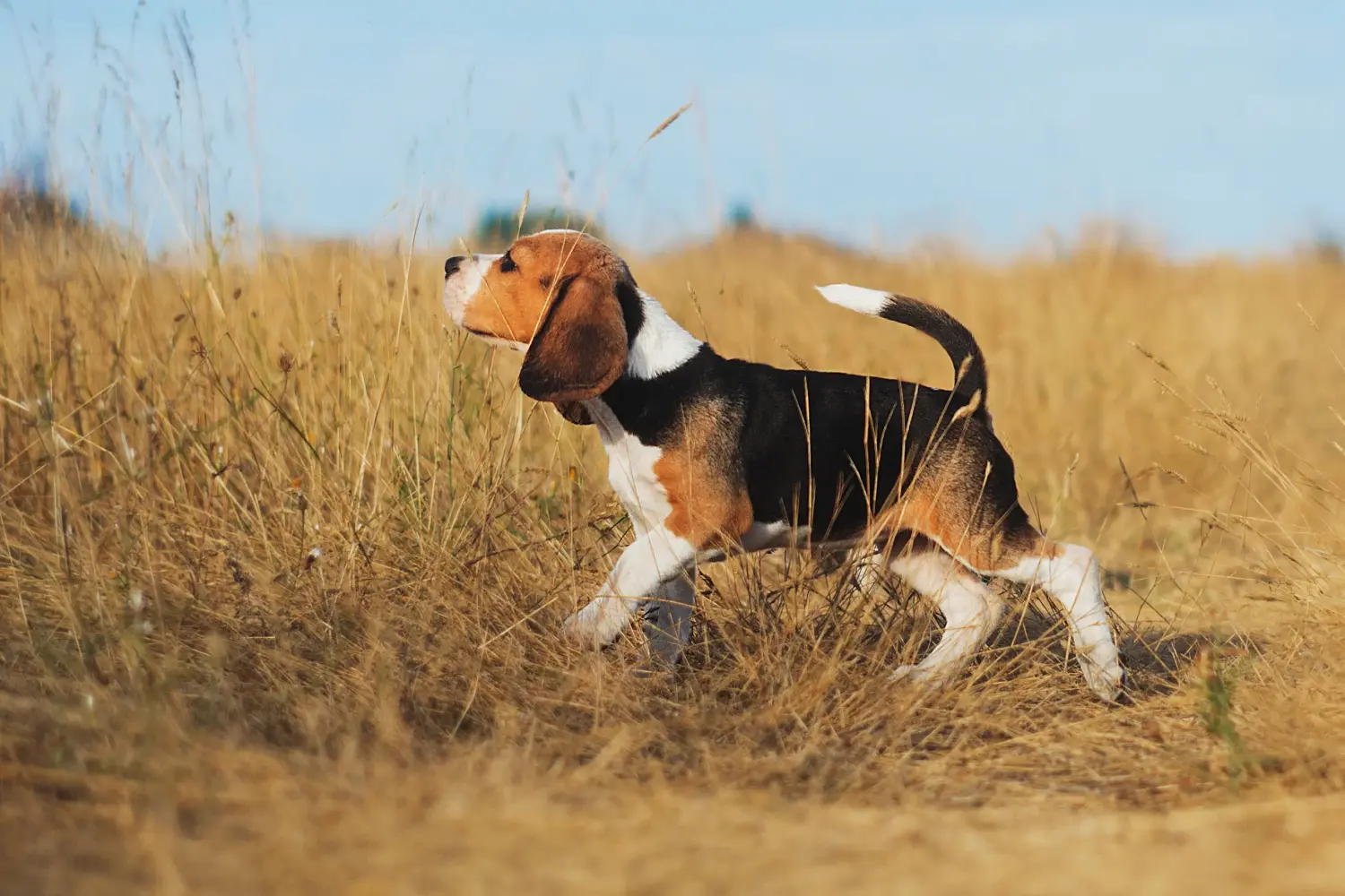 Kupno szczeniaka rasy Beagle oznacza wzięcie na siebie odpowiedzialności! Kup szczenięta rasy Beagle.