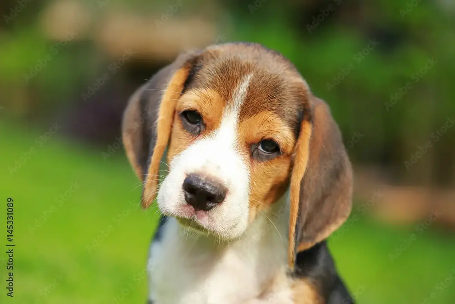 Kupno szczeniaka rasy Beagle oznacza wzięcie na siebie odpowiedzialności! Kup szczenięta rasy Beagle.