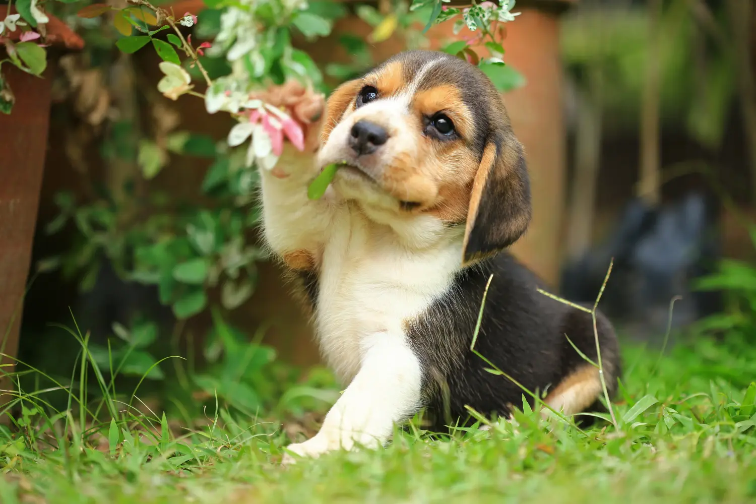 Kupno szczeniaka rasy Beagle oznacza wzięcie na siebie odpowiedzialności! Kup szczenięta rasy Beagle.
