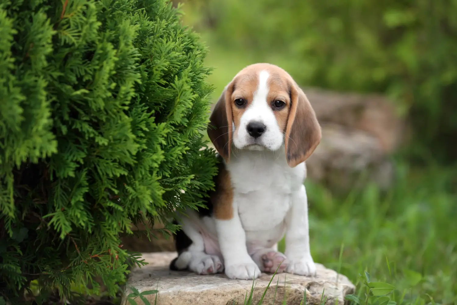 Kupno szczeniaka rasy Beagle oznacza wzięcie na siebie odpowiedzialności! Kup szczenięta rasy Beagle.