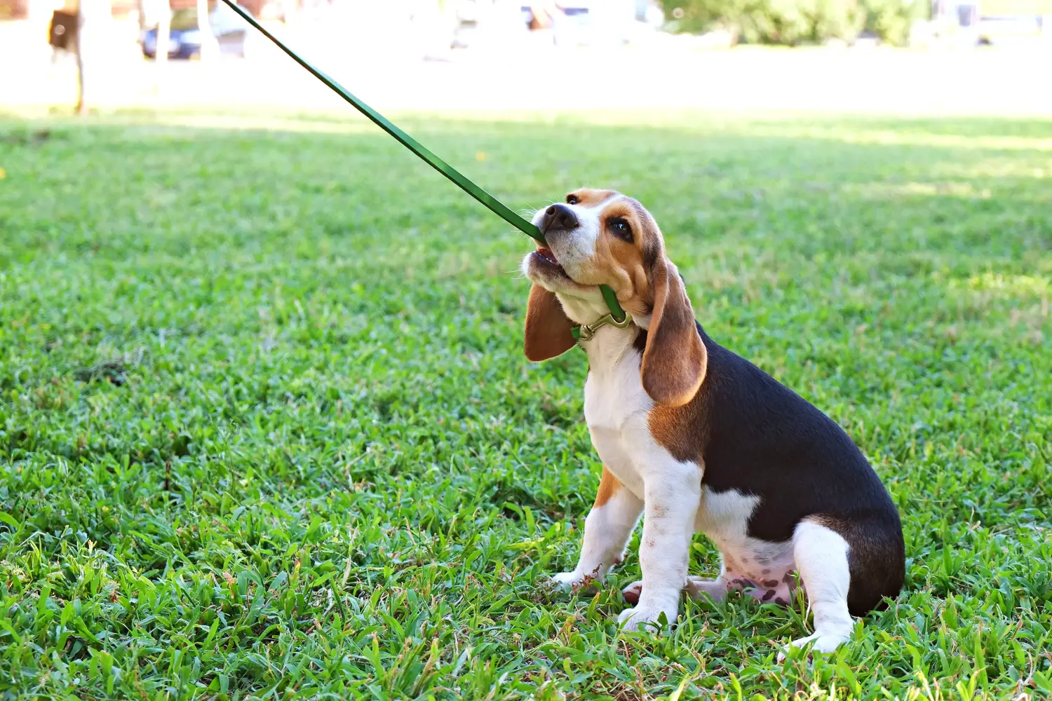 Kupno szczeniaka rasy Beagle oznacza wzięcie na siebie odpowiedzialności! Kup szczenięta rasy Beagle.