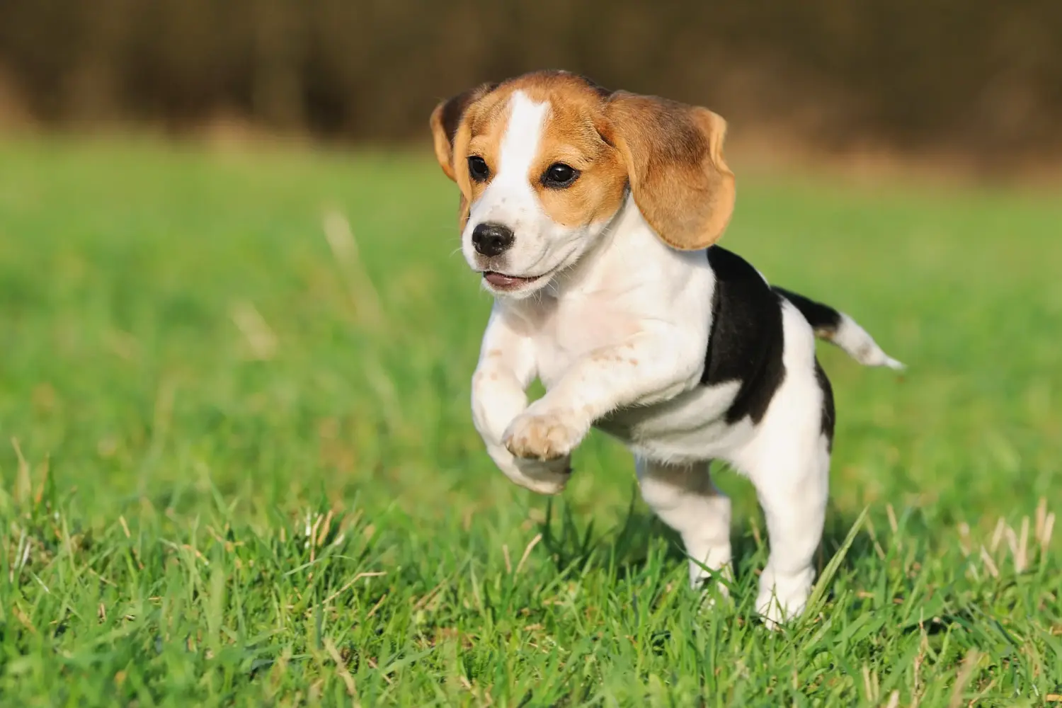 Kupno szczeniaka rasy Beagle oznacza wzięcie na siebie odpowiedzialności! Kup szczenięta rasy Beagle.