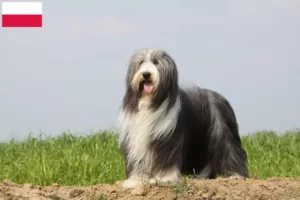 Read more about the article Hodowcy i szczenięta Bearded Collie w Polska