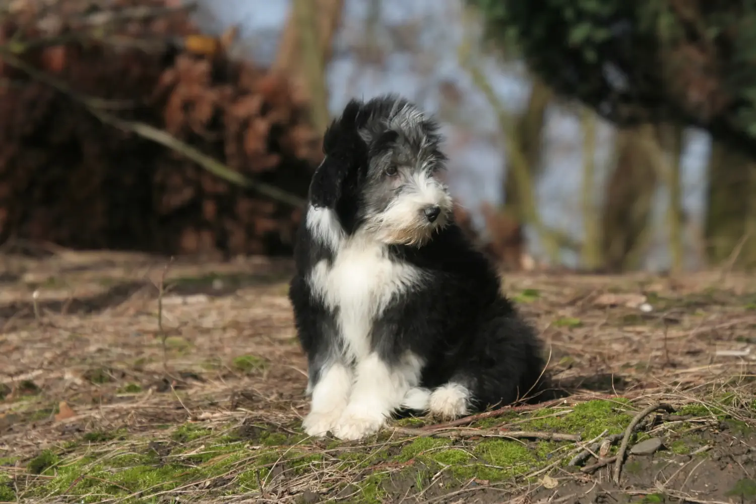 Kupno szczeniaka rasy Bearded Collie oznacza wzięcie na siebie odpowiedzialności! Kup szczenięta rasy Bearded Collie.