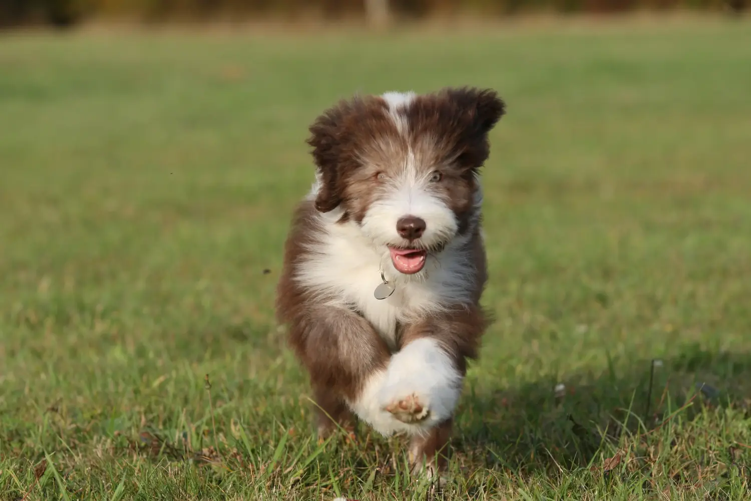 Kupno szczeniaka rasy Bearded Collie oznacza wzięcie na siebie odpowiedzialności! Kup szczenięta rasy Bearded Collie.