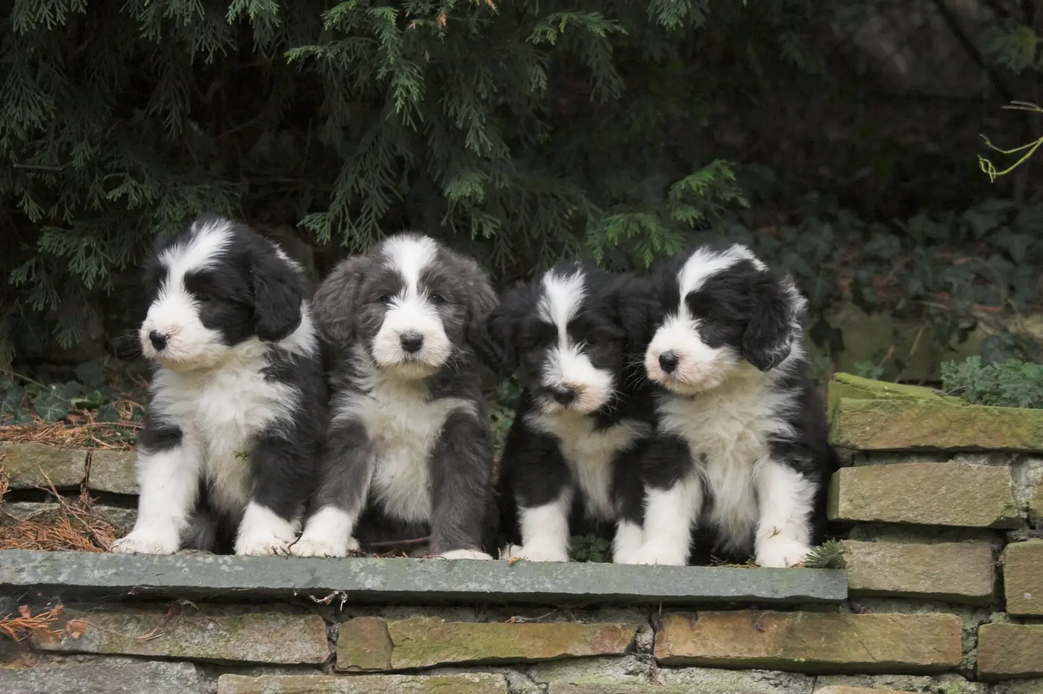 Kupno szczeniaka rasy Bearded Collie oznacza wzięcie na siebie odpowiedzialności! Kup szczenięta rasy Bearded Collie.
