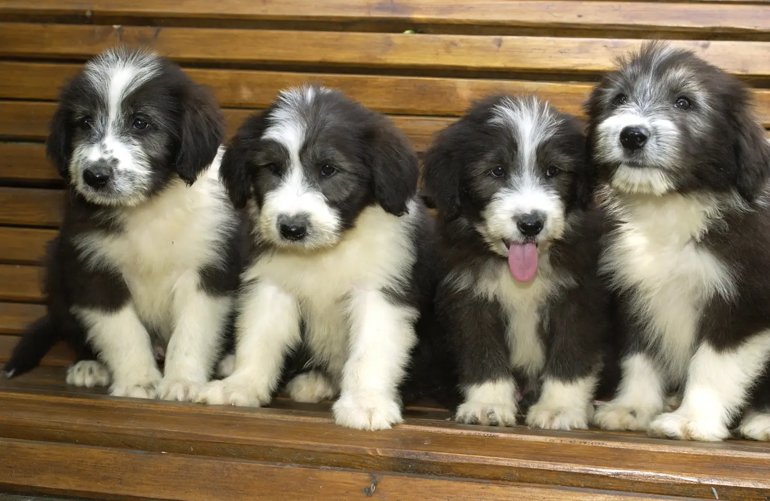 Kupno szczeniaka rasy Bearded Collie oznacza wzięcie na siebie odpowiedzialności! Kup szczenięta rasy Bearded Collie.