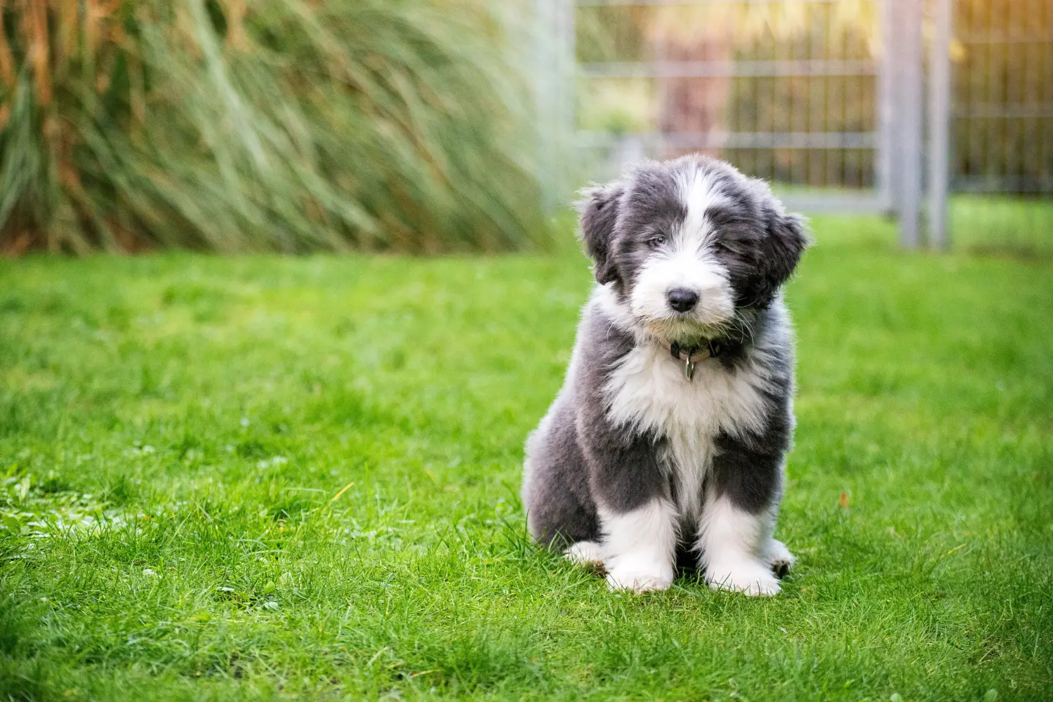 Kupno szczeniaka rasy Bearded Collie oznacza wzięcie na siebie odpowiedzialności! Kup szczenięta rasy Bearded Collie.