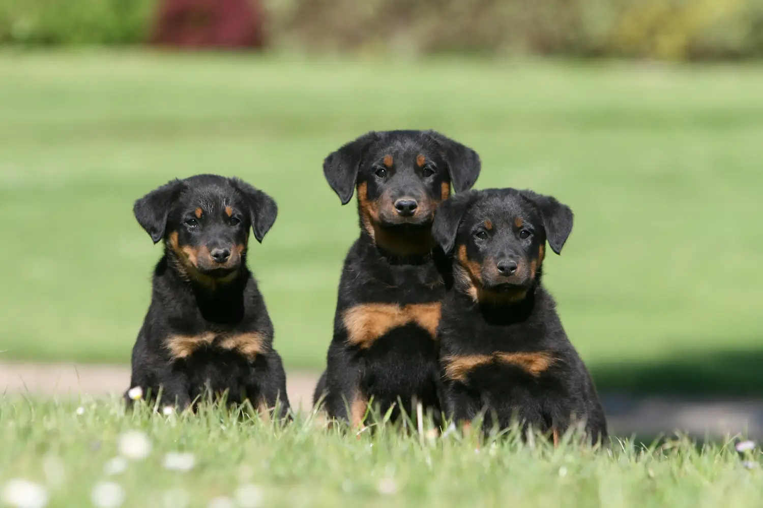 Kupno szczeniaka rasy Beauceron oznacza wzięcie na siebie odpowiedzialności! Kup szczenięta rasy Beauceron.