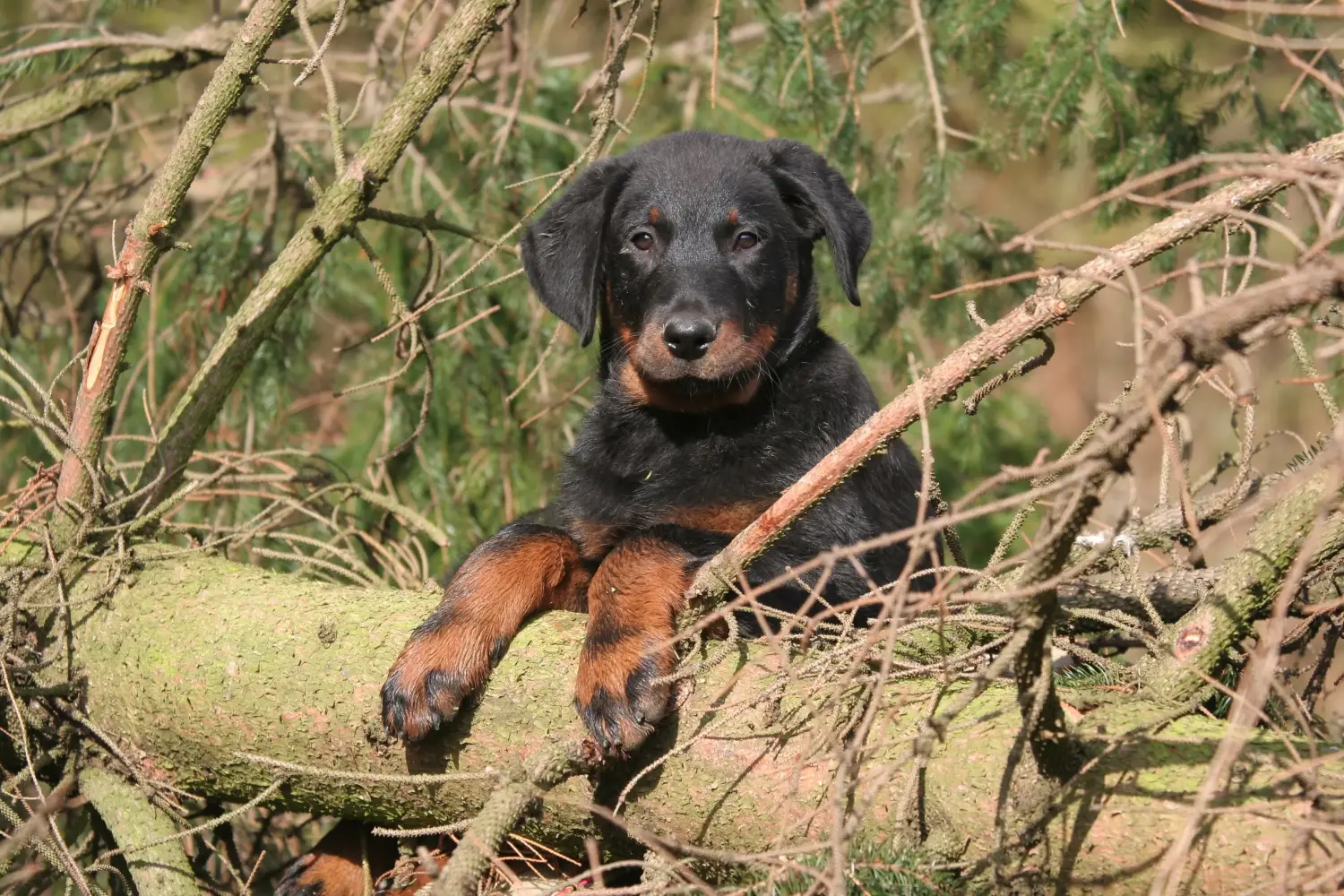 Kupno szczeniaka rasy Beauceron oznacza wzięcie na siebie odpowiedzialności! Kup szczenięta rasy Beauceron.