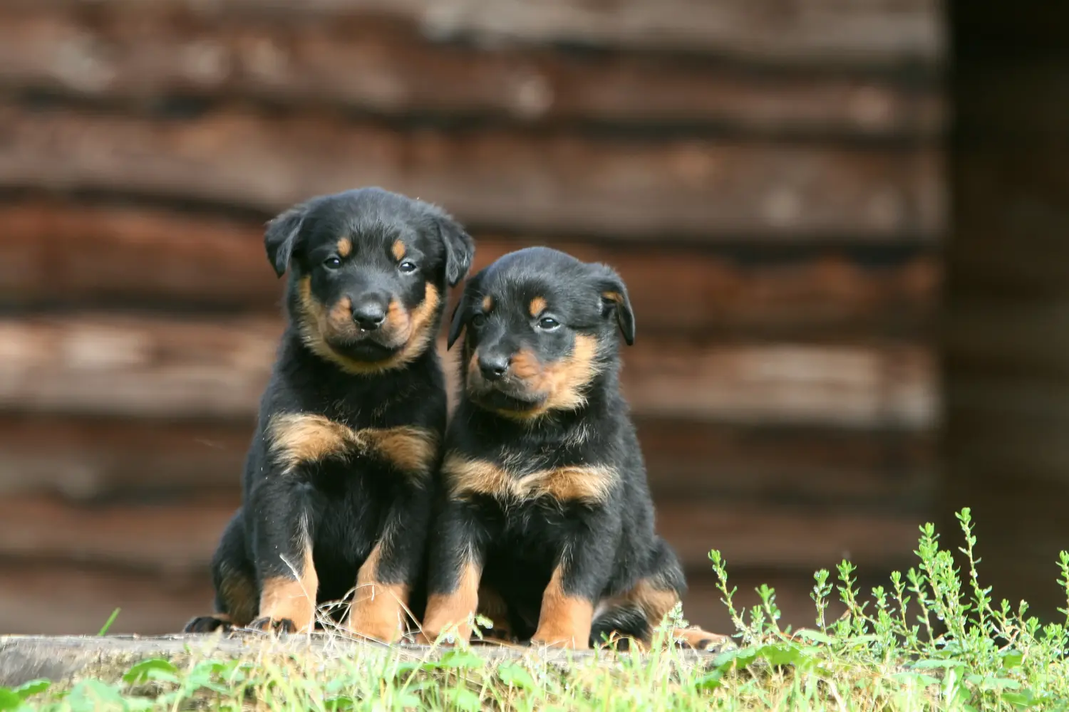 Kupno szczeniaka rasy Beauceron oznacza wzięcie na siebie odpowiedzialności! Kup szczenięta rasy Beauceron.