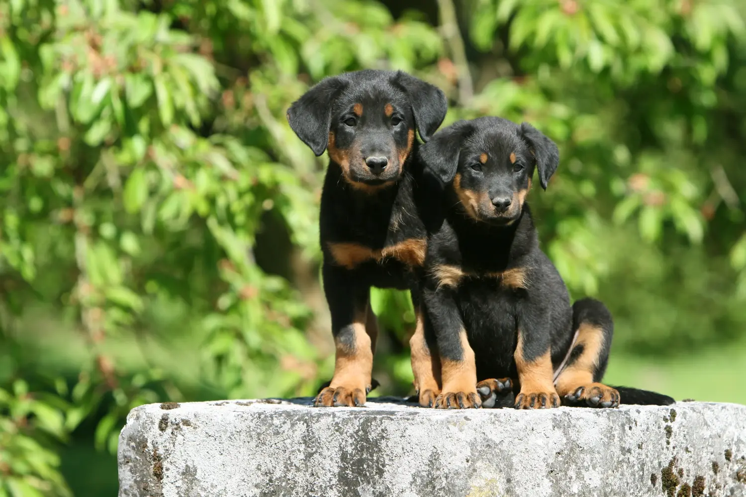 Kupno szczeniaka rasy Beauceron oznacza wzięcie na siebie odpowiedzialności! Kup szczenięta rasy Beauceron.