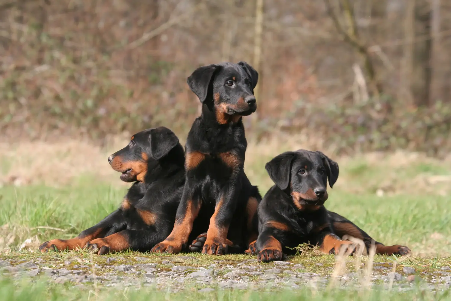 Kupno szczeniaka rasy Beauceron oznacza wzięcie na siebie odpowiedzialności! Kup szczenięta rasy Beauceron.