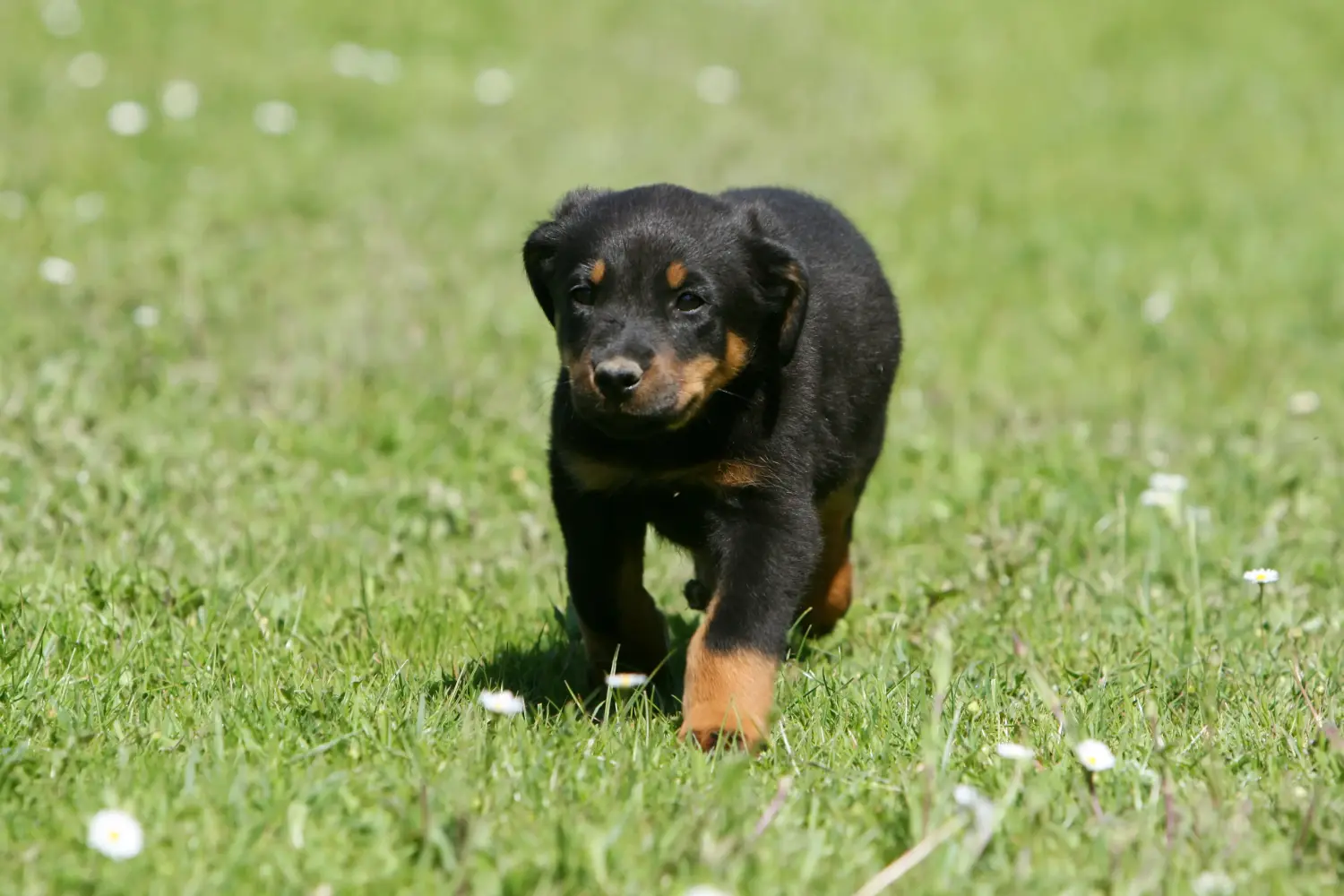 Kupno szczeniaka rasy Beauceron oznacza wzięcie na siebie odpowiedzialności! Kup szczenięta rasy Beauceron.