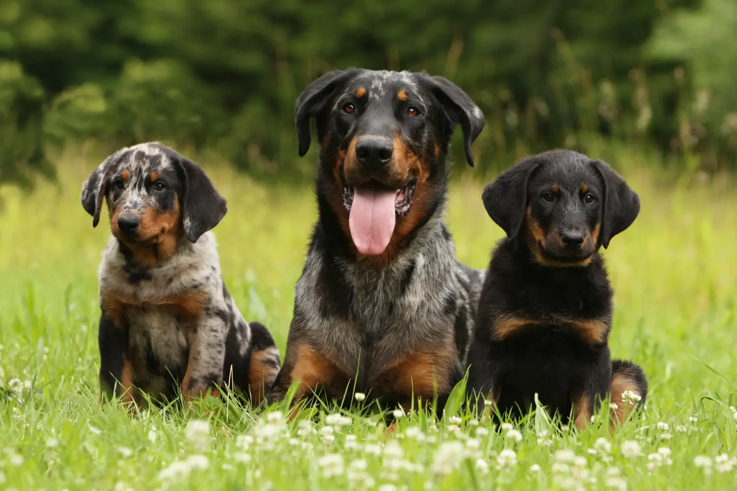 Kupno szczeniaka rasy Beauceron oznacza wzięcie na siebie odpowiedzialności! Kup szczenięta rasy Beauceron.