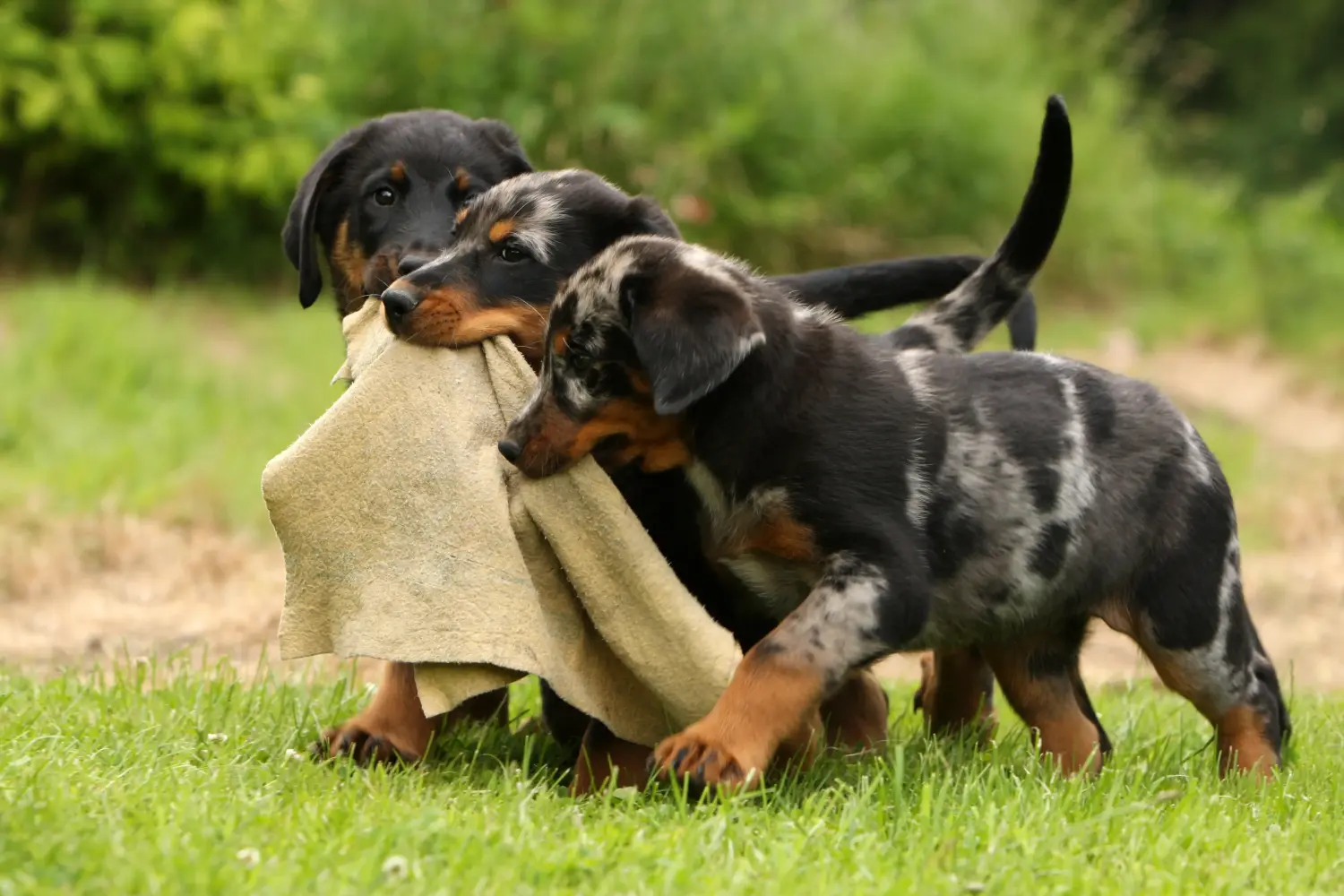 Kupno szczeniaka rasy Beauceron oznacza wzięcie na siebie odpowiedzialności! Kup szczenięta rasy Beauceron.