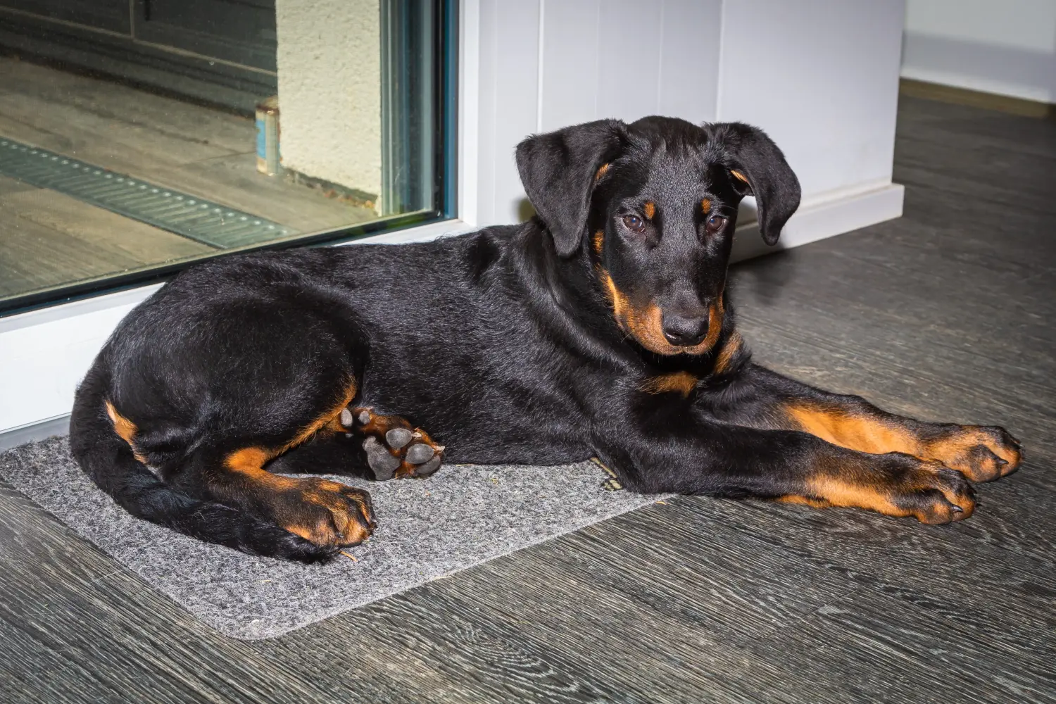 Kupno szczeniaka rasy Beauceron oznacza wzięcie na siebie odpowiedzialności! Kup szczenięta rasy Beauceron.