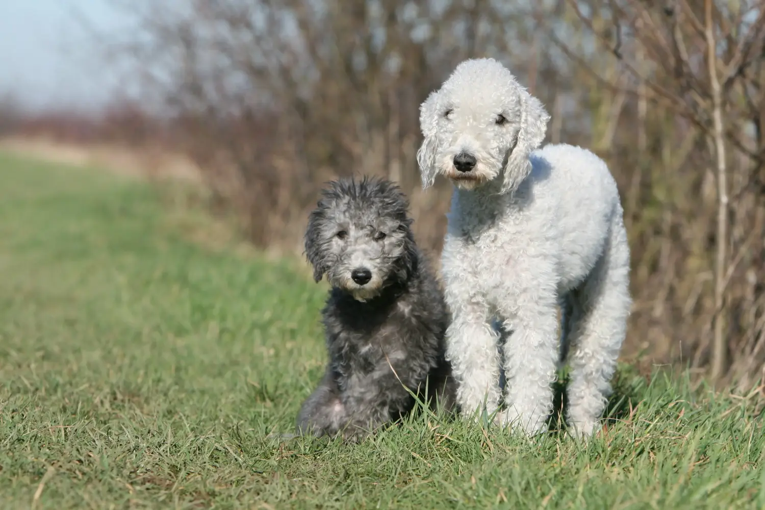Kupno szczeniaka Bedlington Terriera oznacza wzięcie na siebie odpowiedzialności! Kup szczenięta Bedlington Terrier.