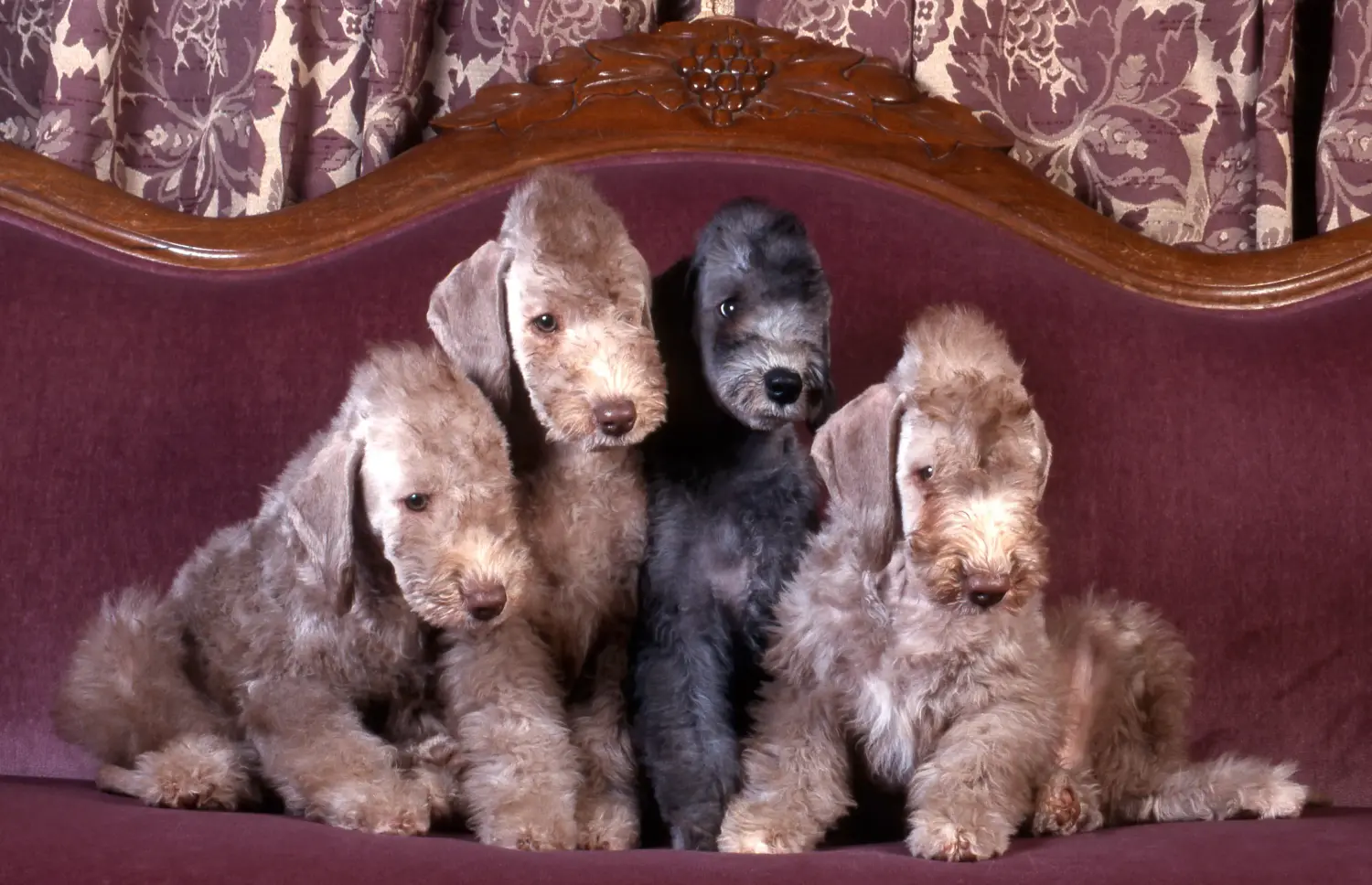Kupno szczeniaka Bedlington Terriera oznacza wzięcie na siebie odpowiedzialności! Kup szczenięta Bedlington Terrier.