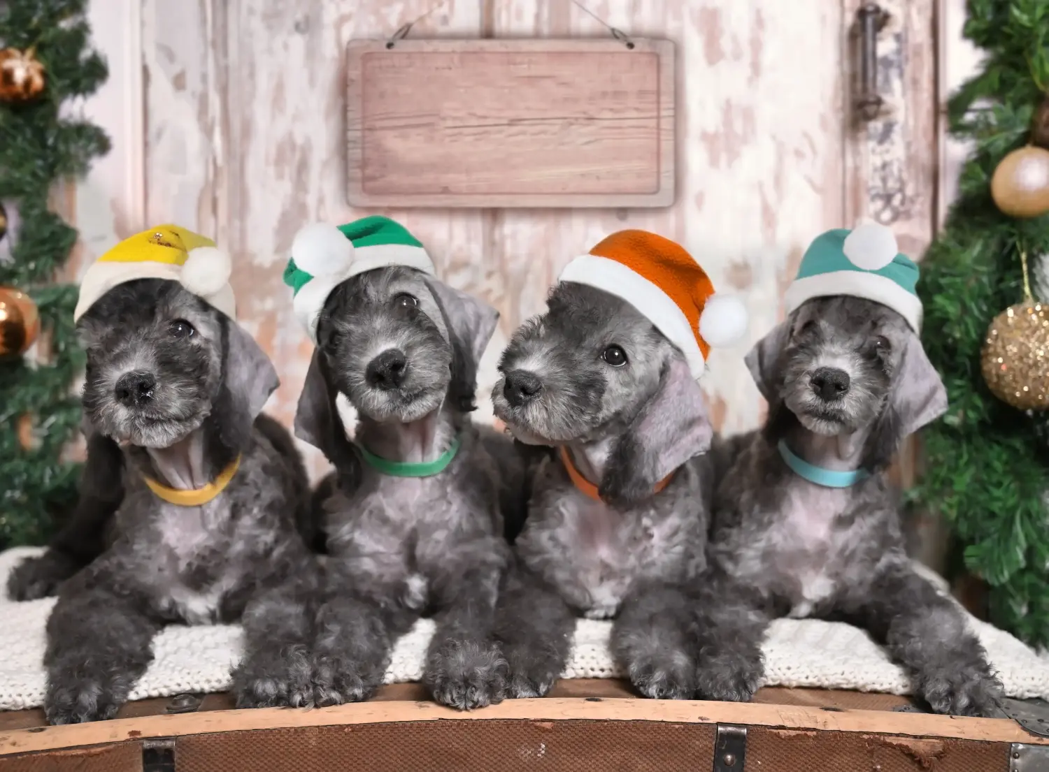 Kupno szczeniaka Bedlington Terriera oznacza wzięcie na siebie odpowiedzialności! Kup szczenięta Bedlington Terrier.