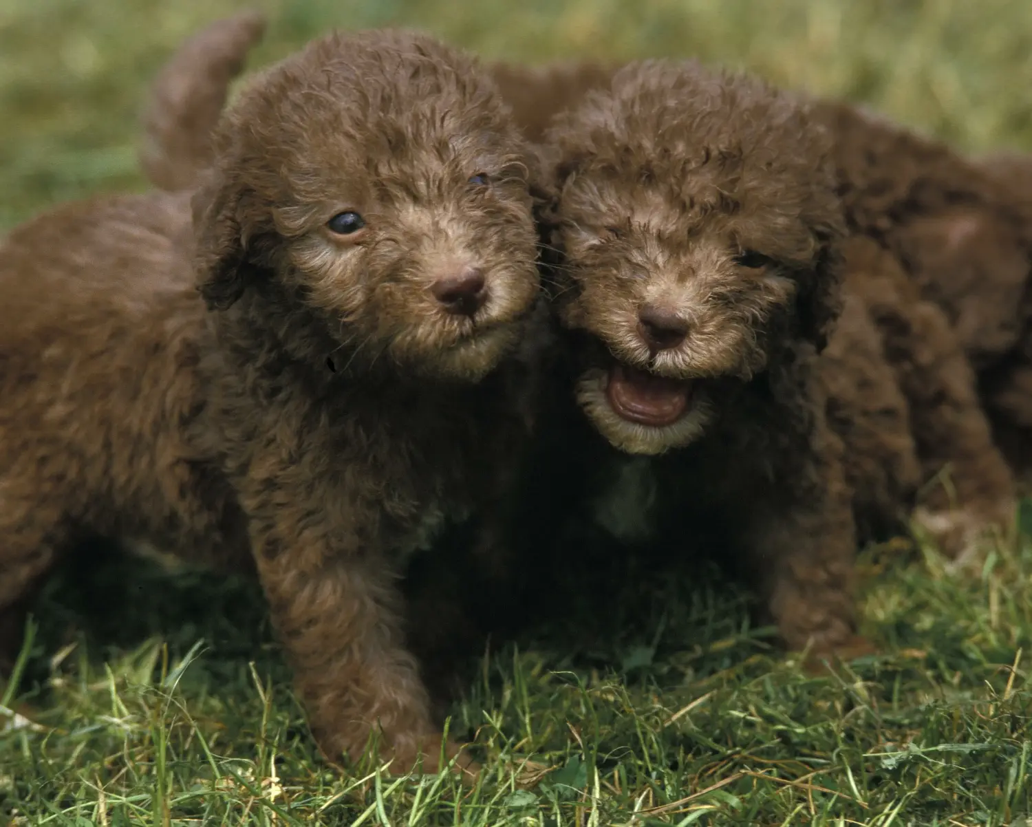 Kupno szczeniaka Bedlington Terriera oznacza wzięcie na siebie odpowiedzialności! Kup szczenięta Bedlington Terrier.