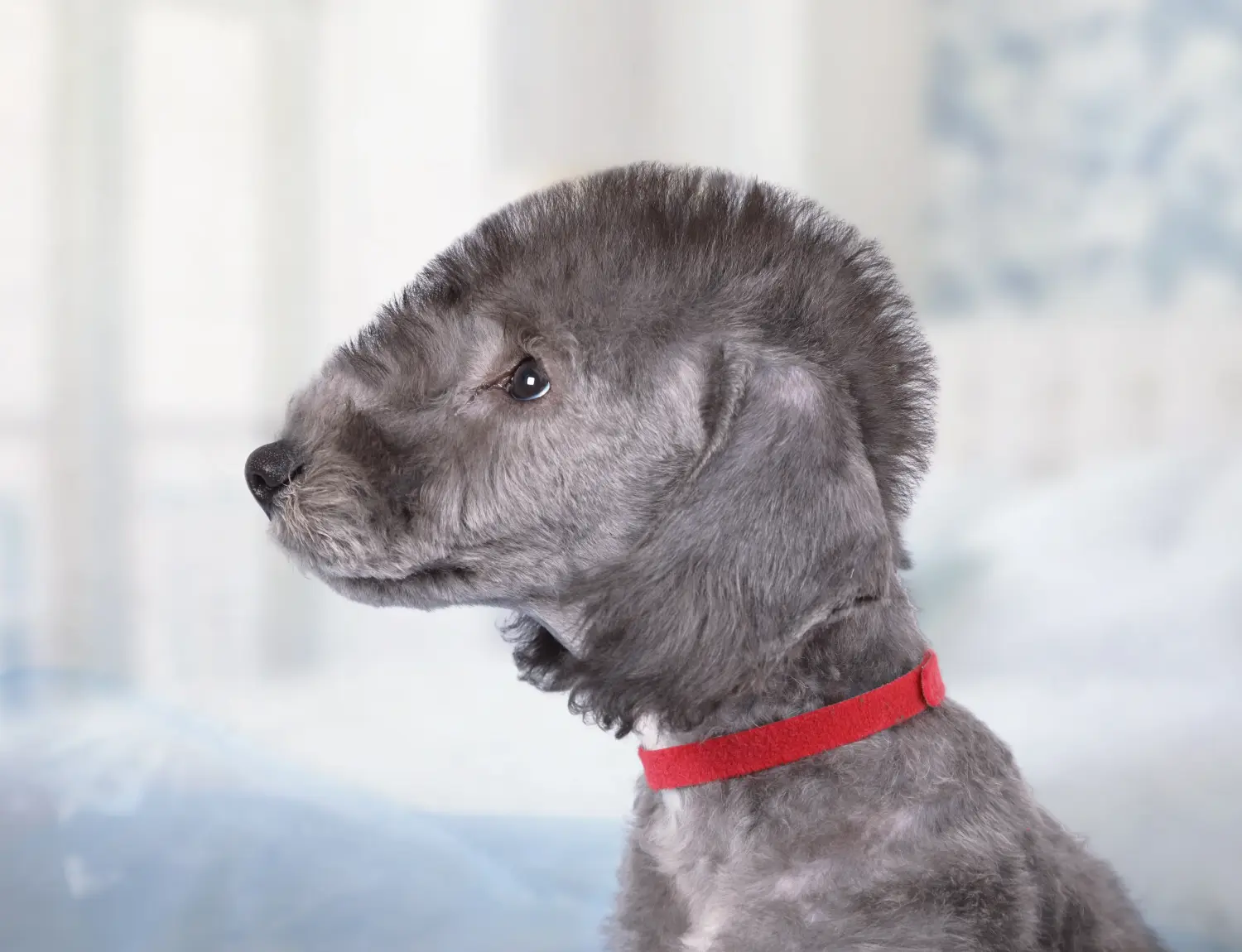 Kupno szczeniaka Bedlington Terriera oznacza wzięcie na siebie odpowiedzialności! Kup szczenięta Bedlington Terrier.