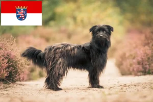 Read more about the article Berger des Pyrenees hodowcy i szczenięta w Hesja