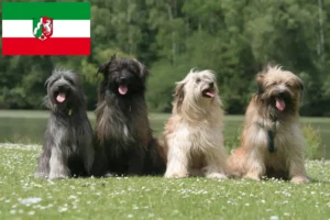 Read more about the article Berger des Pyrenees hodowcy i szczenięta w Nadrenia Północna-Westfalia