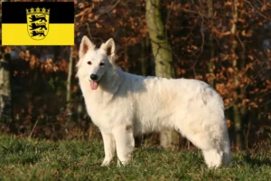 Read more about the article Biały owczarek szwajcarski hodowcy i szczenięta w Badenia-Wirtembergia