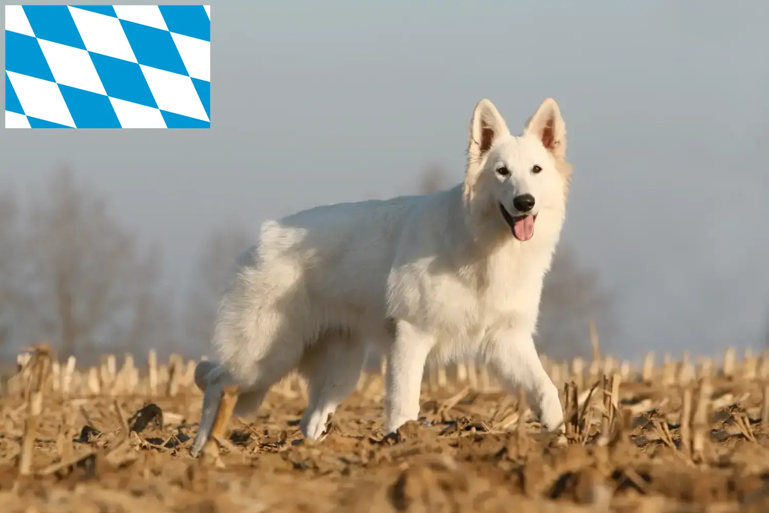 Biały owczarek szwajcarski szczenięta i hodowca Bawaria Tutaj znajdziesz hodowców rasy Biały owczarek szwajcarski w Bawaria.