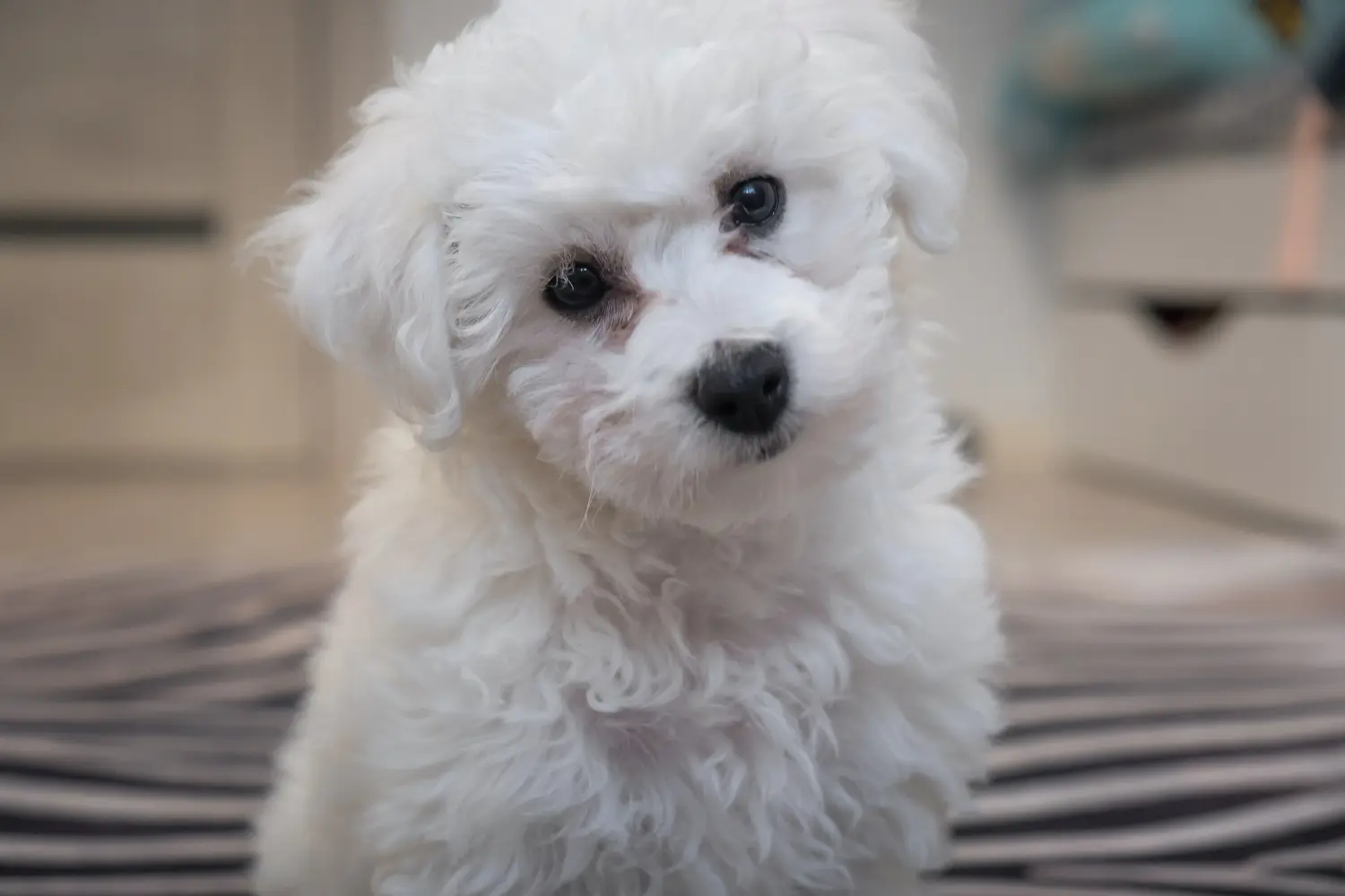 Zakup szczeniaka rasy Bichon Frisé oznacza wzięcie na siebie odpowiedzialności! Kup szczenięta Bichon Frisé.