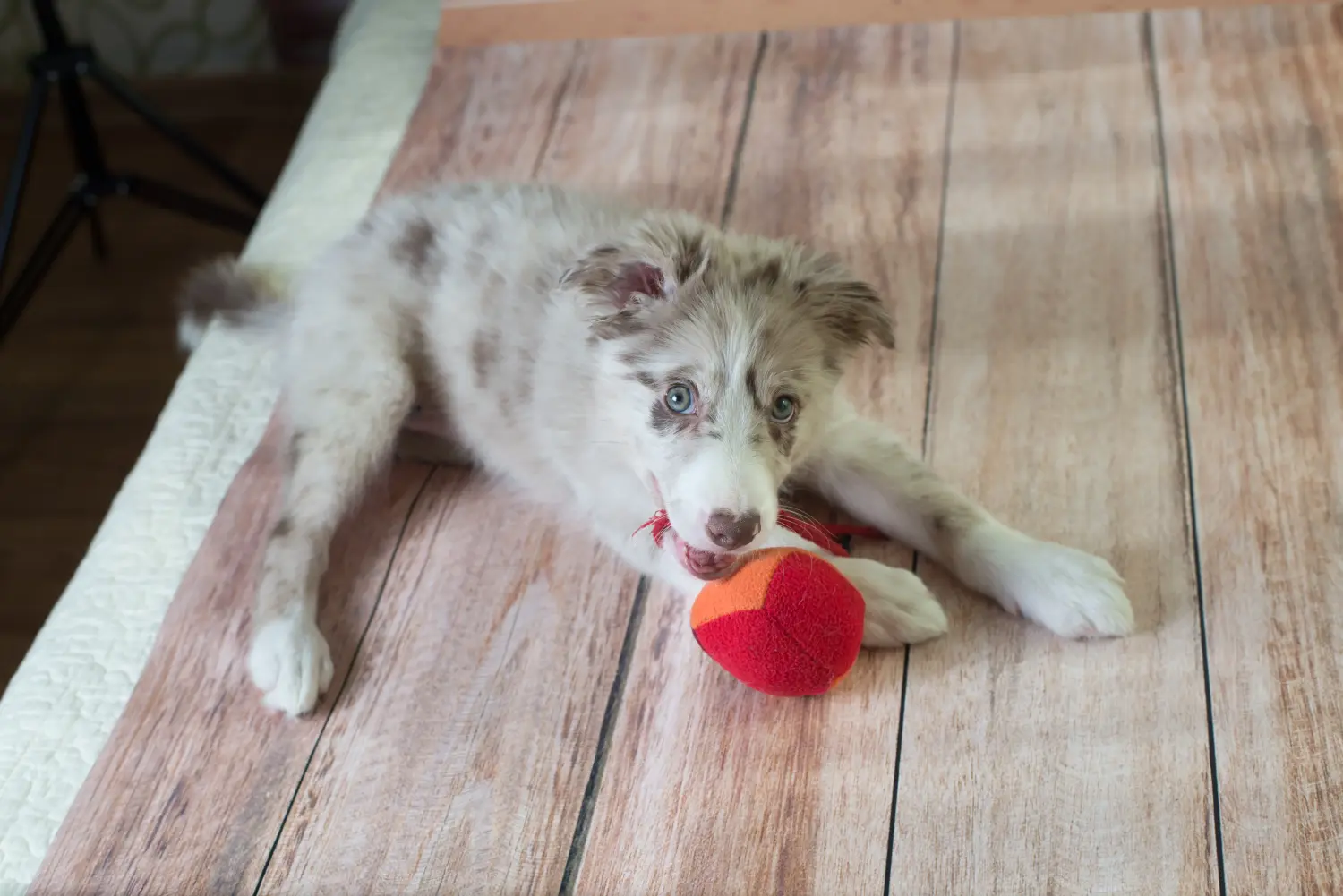 Kupno szczeniaka Border Collie oznacza wzięcie na siebie odpowiedzialności! Kup szczenięta rasy Border Collie.