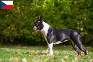 Read more about the article Hodowcy i szczenięta Boston terrier w Czechy