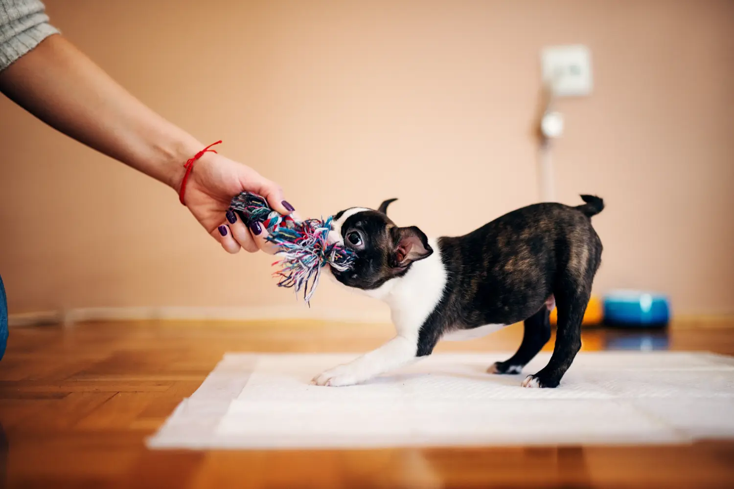 Kupno szczeniaka Boston Terriera oznacza wzięcie na siebie odpowiedzialności! Kup szczenięta Boston Terrier.