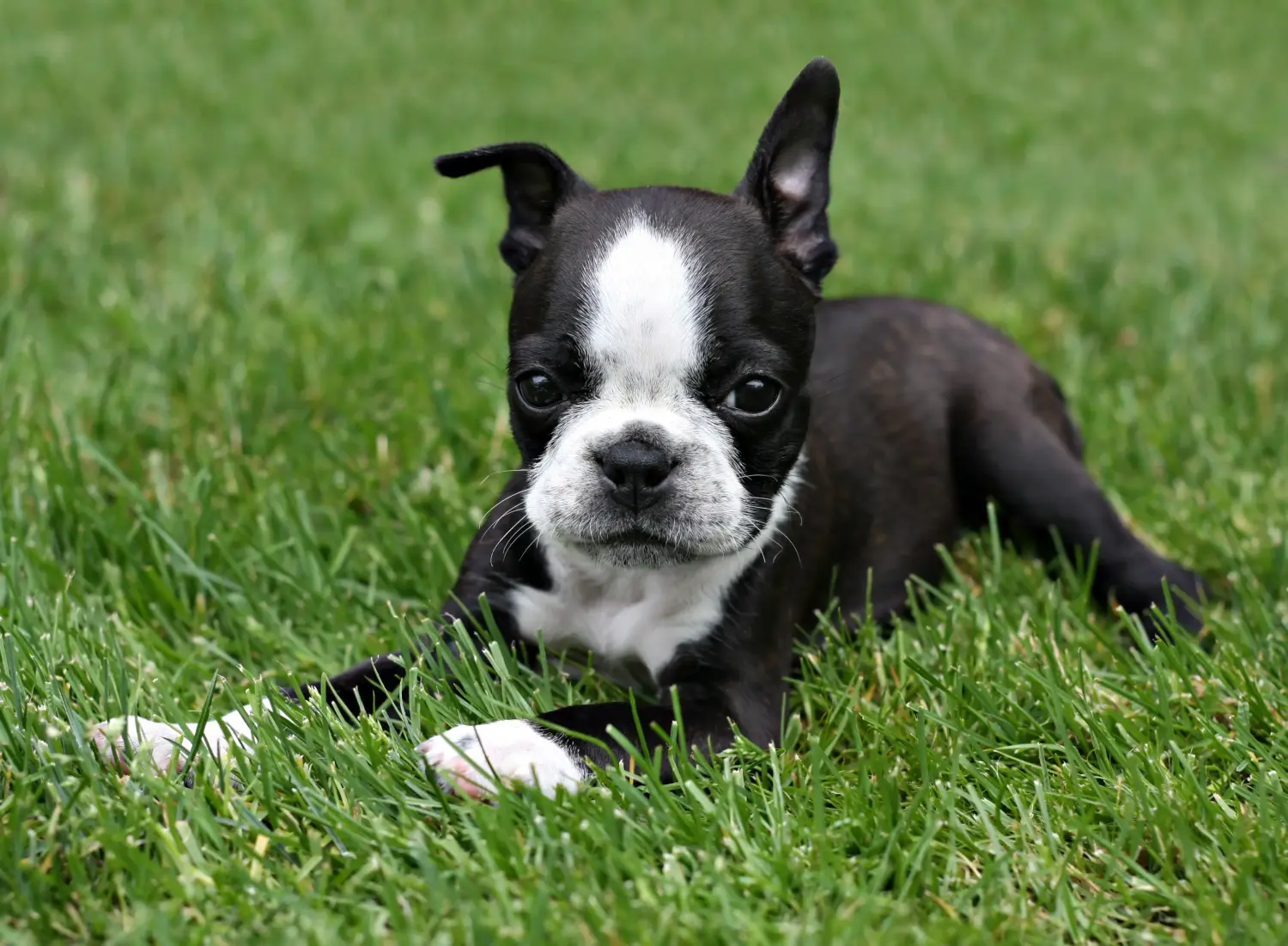 Kupno szczeniaka Boston Terriera oznacza wzięcie na siebie odpowiedzialności! Kup szczenięta Boston Terrier.