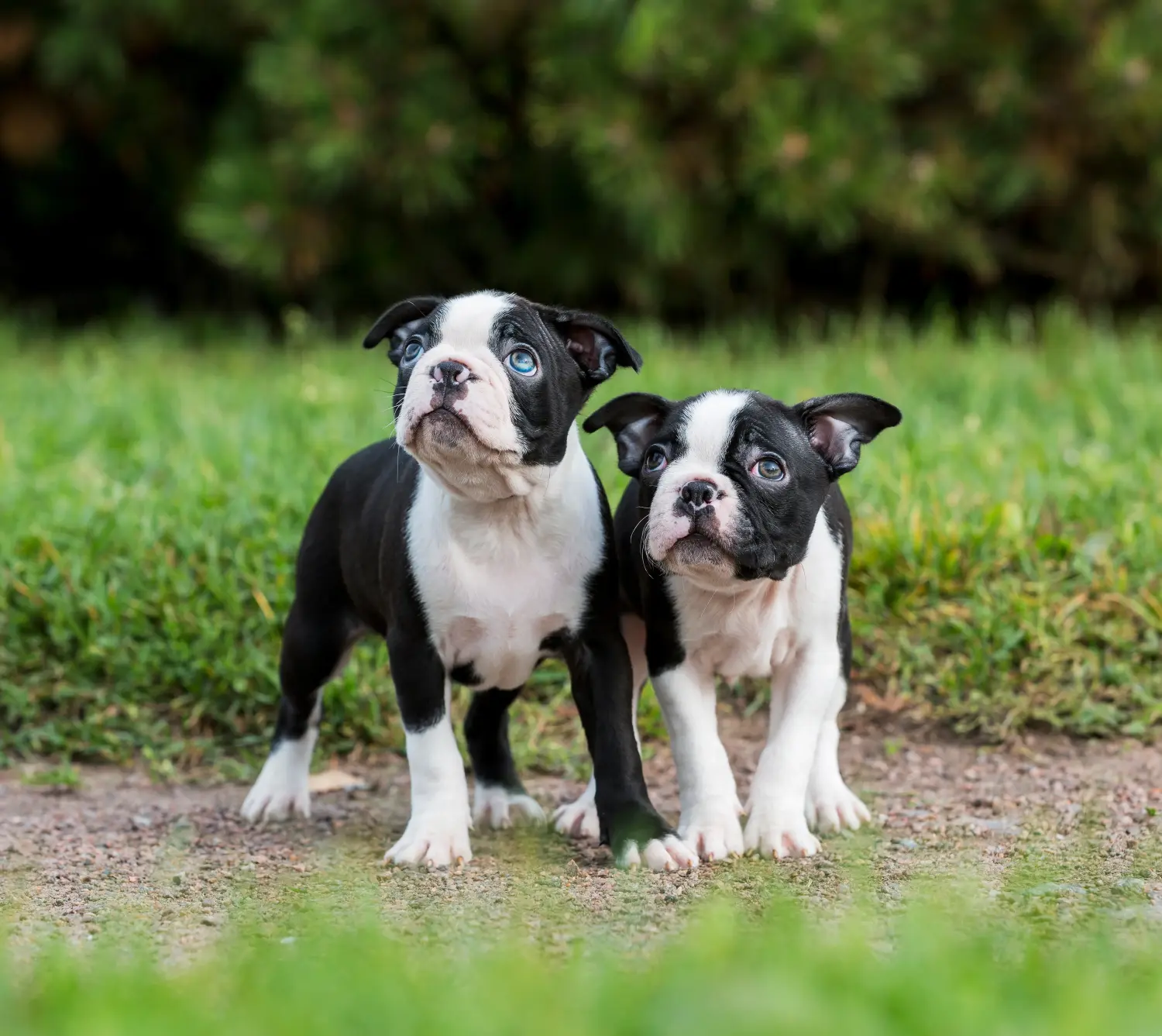 Kupno szczeniaka Boston Terriera oznacza wzięcie na siebie odpowiedzialności! Kup szczenięta Boston Terrier.