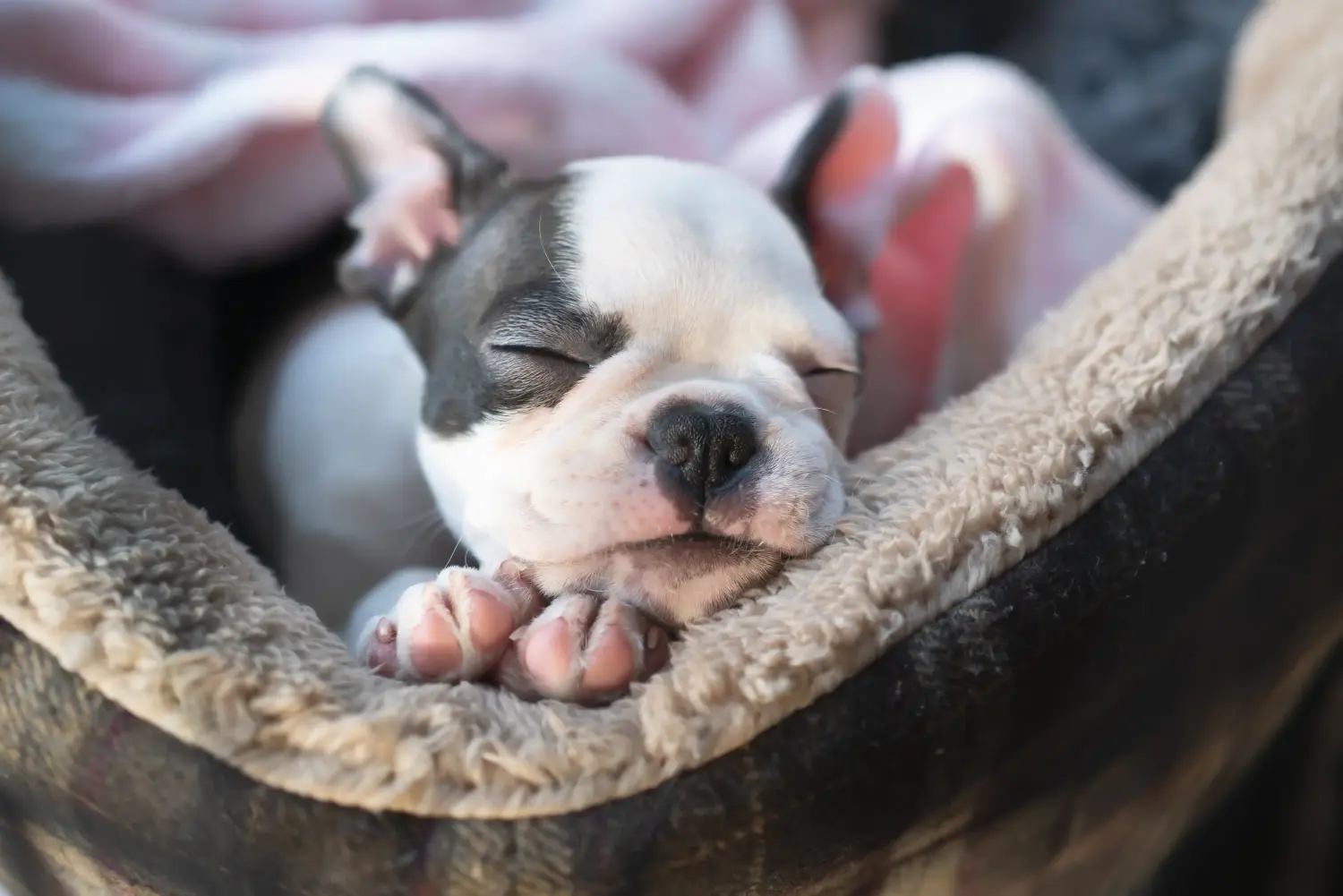 Kupno szczeniaka Boston Terriera oznacza wzięcie na siebie odpowiedzialności! Kup szczenięta Boston Terrier.