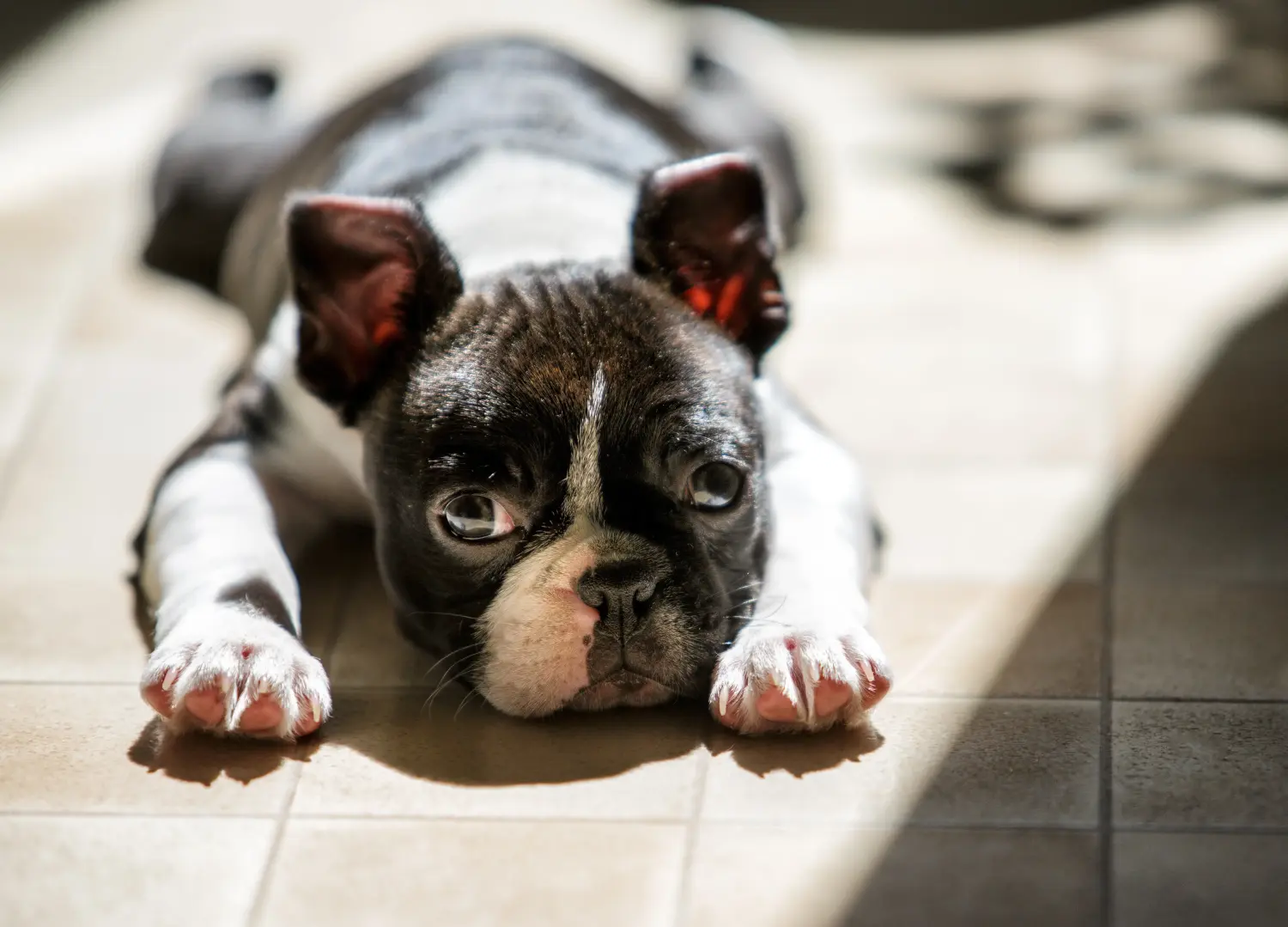 Kupno szczeniaka Boston Terriera oznacza wzięcie na siebie odpowiedzialności! Kup szczenięta Boston Terrier.