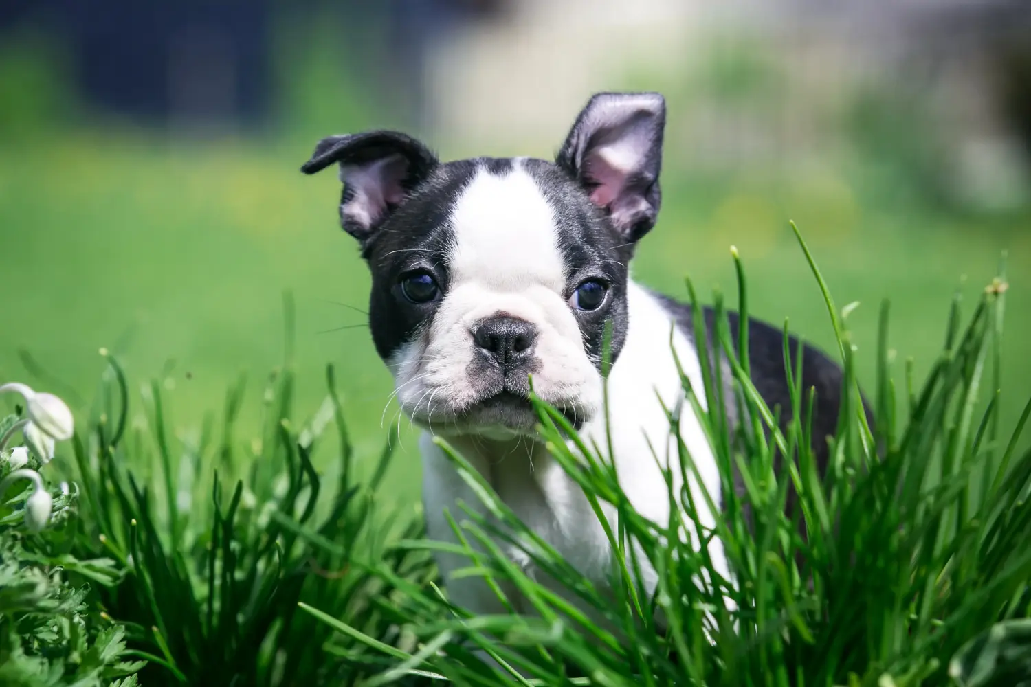 Kupno szczeniaka Boston Terriera oznacza wzięcie na siebie odpowiedzialności! Kup szczenięta Boston Terrier.