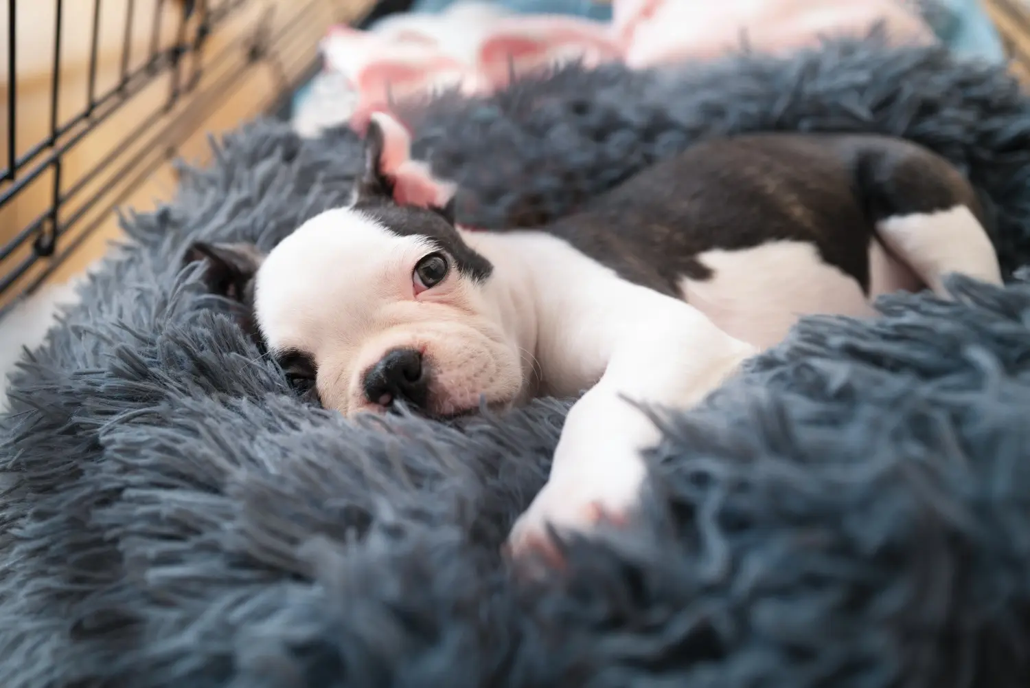 Kupno szczeniaka Boston Terriera oznacza wzięcie na siebie odpowiedzialności! Kup szczenięta Boston Terrier.