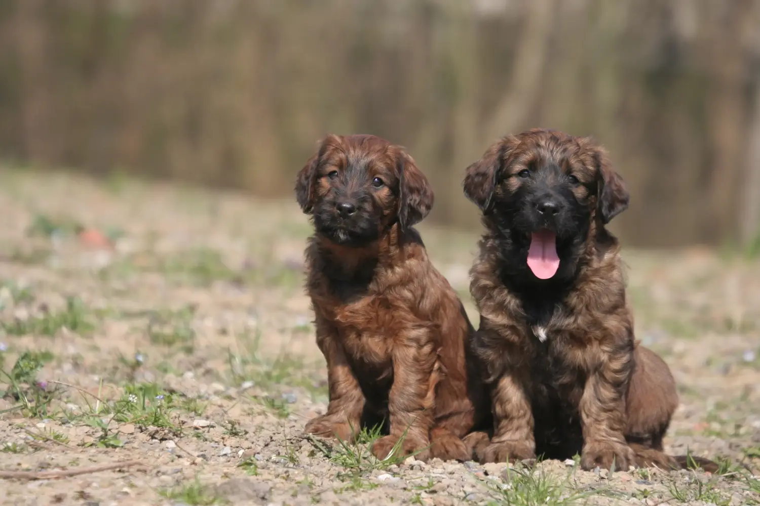 Zakup szczeniaka rasy Briard oznacza wzięcie na siebie odpowiedzialności! Kup szczenięta rasy Briard.