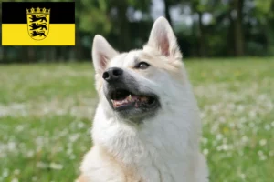 Read more about the article Hodowcy i szczenięta Buhund norweski w Badenia-Wirtembergia