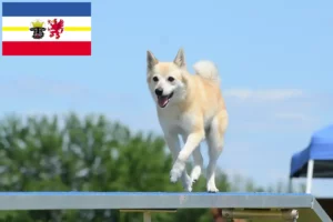 Read more about the article Hodowcy i szczenięta Buhund norweski w Meklemburgia-Pomorze Przednie