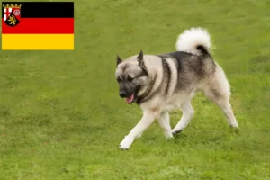 Read more about the article Hodowcy i szczenięta Buhund norweski w Nadrenia-Palatynat