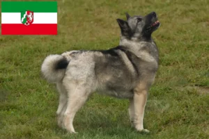 Read more about the article Hodowcy i szczenięta Buhund norweski w Nadrenia Północna-Westfalia