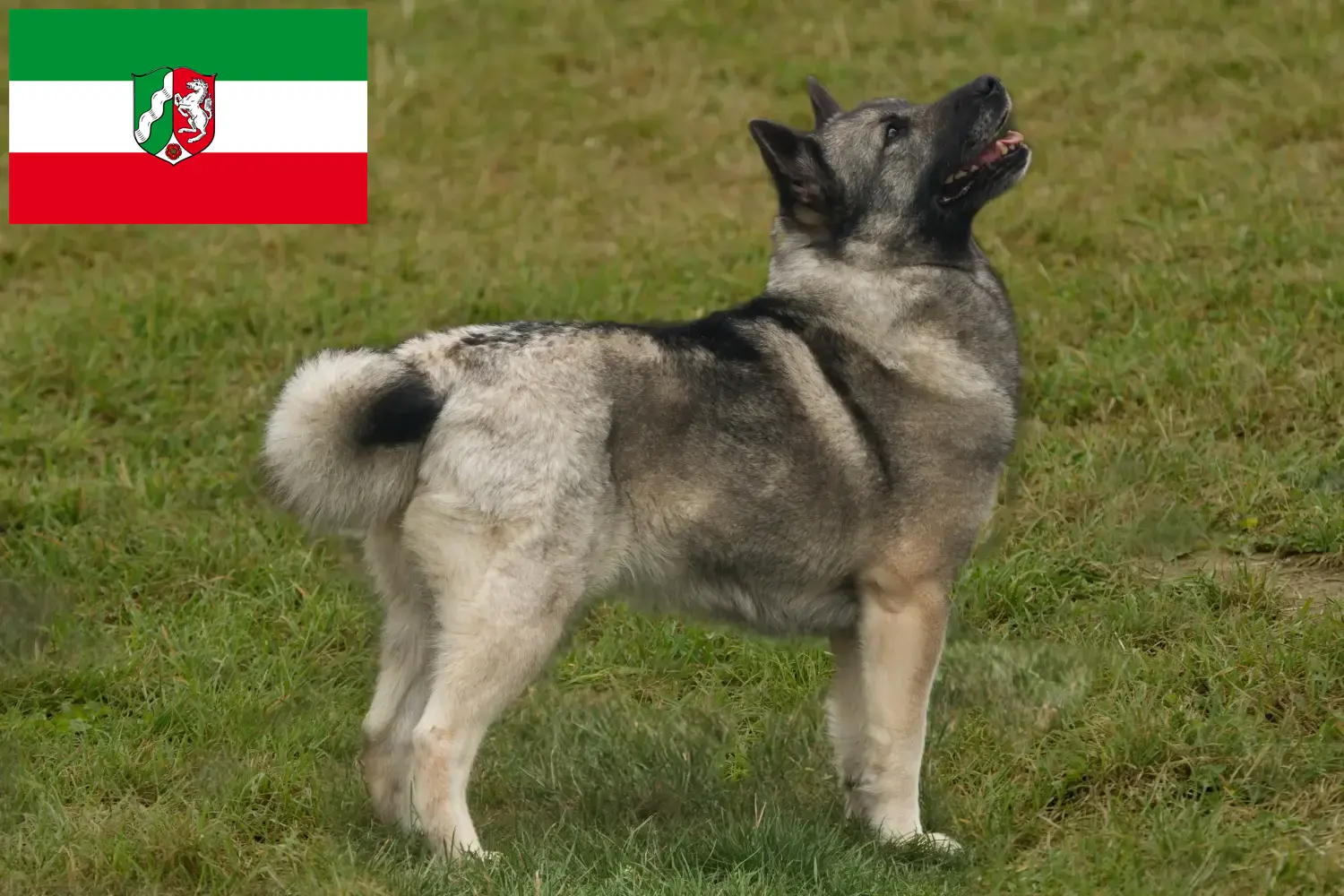 Read more about the article Hodowcy i szczenięta Buhund norweski w Nadrenia Północna-Westfalia