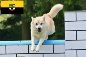 Read more about the article Hodowcy i szczenięta Buhund norweski w Saksonia-Anhalt