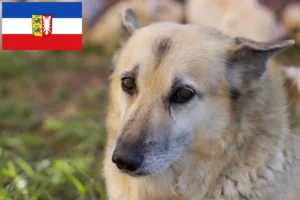Read more about the article Hodowcy i szczenięta Buhund norweski w Szlezwik-Holsztyn