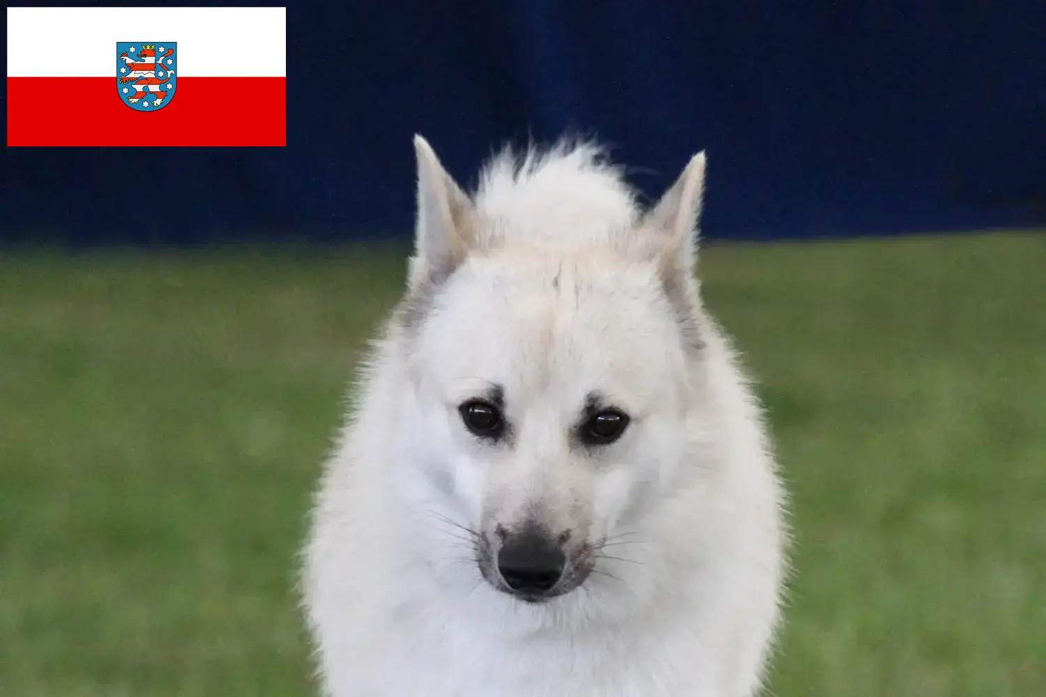 Read more about the article Hodowca buhundów norweskich i szczeniąt w Turyngii